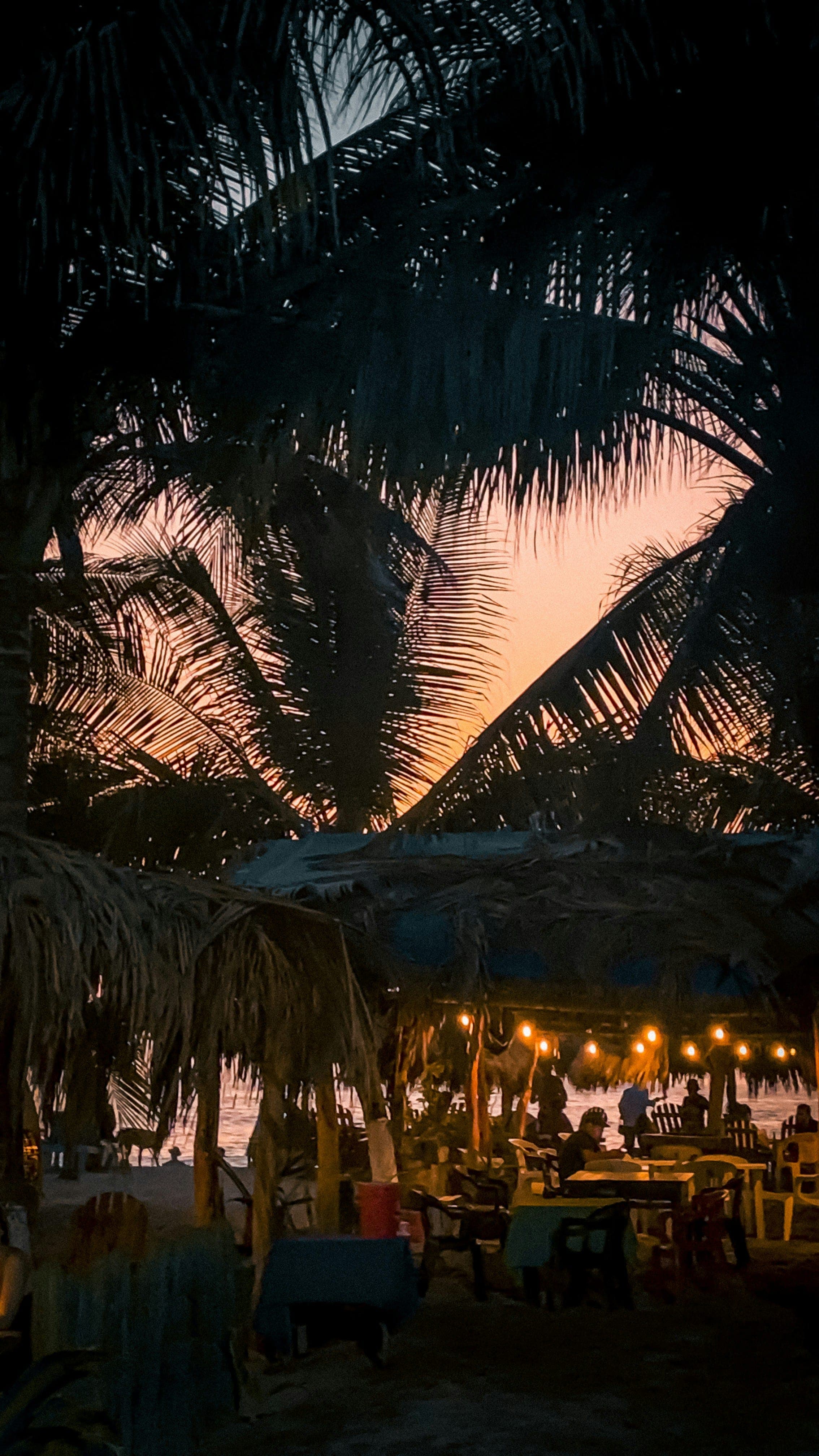 Palm fronds at last light, lanterns on